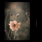 dailyPhoto31